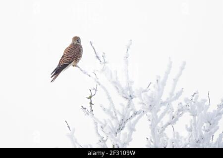 A female common kestrel (Falco tinnunculus) perched on a branch with snow ready to hunt mice. Stock Photo
