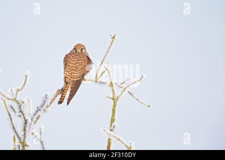 A female common kestrel (Falco tinnunculus) perched on a branch with snow ready to hunt mice. Stock Photo