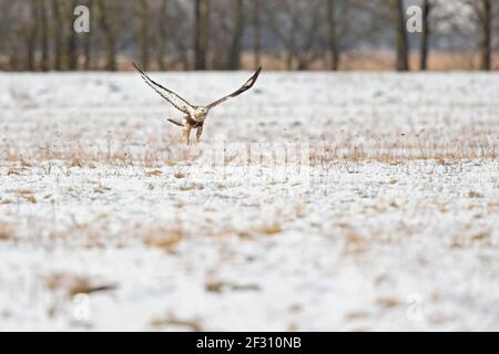 A rough-legged buzzard hunting in flight in search for prey Stock Photo