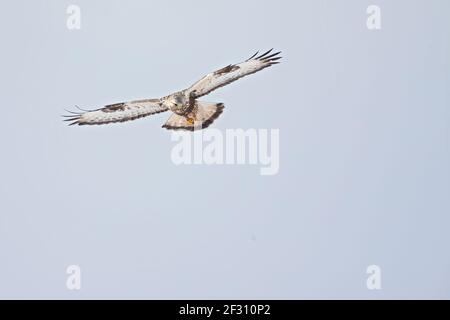A rough-legged buzzard hovering in search for prey. Stock Photo
