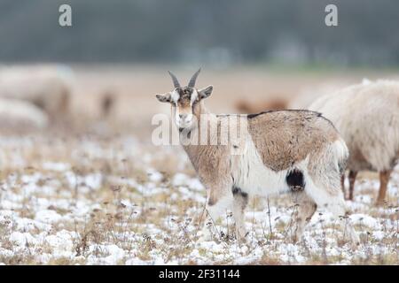 Goats grazing in a meadow on a cold winters day. Stock Photo