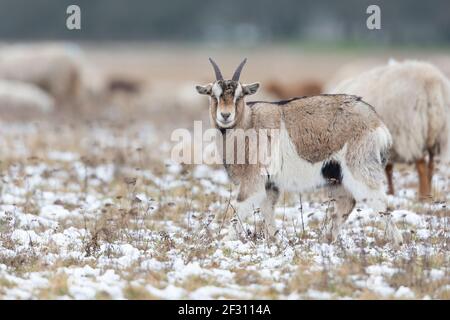 Goats grazing in a meadow on a cold winters day. Stock Photo