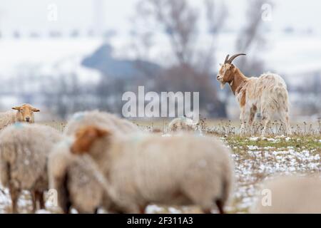 Goats grazing in a meadow on a cold winters day. Stock Photo