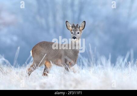 Wild roe deer in a frost covered field during winter season Stock Photo