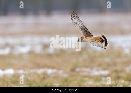 A female hen harrier (Circus cyaneus) flying low and hunting for prey. Stock Photo