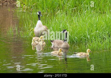 Canada Goose family swimming among some marsh grass. Stock Photo