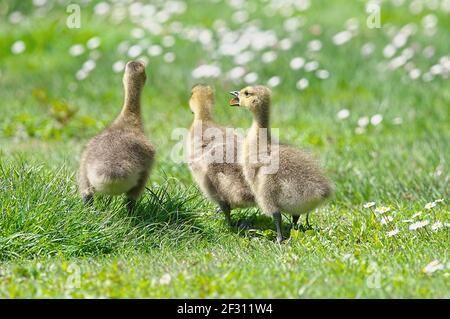 Three Canada Goose goslings romping in the grass. Stock Photo
