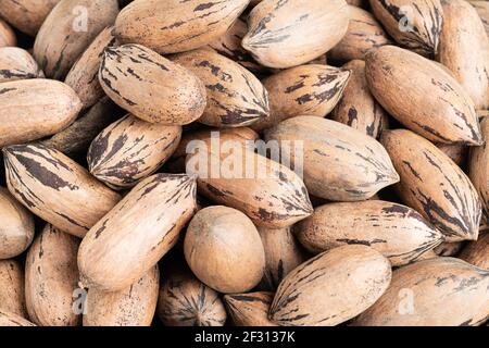 A macro shot of pecan nuts in shells. Stock Photo