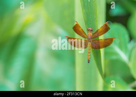 Red dragonfly on a green leaf Stock Photo