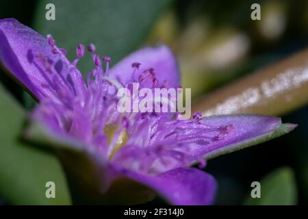 Wild purple flower macrophoto close up (Sesuvium portulacastrum) is a sprawling perennial herb commonly known as shoreline purslane or 'sea purslane,' Stock Photo