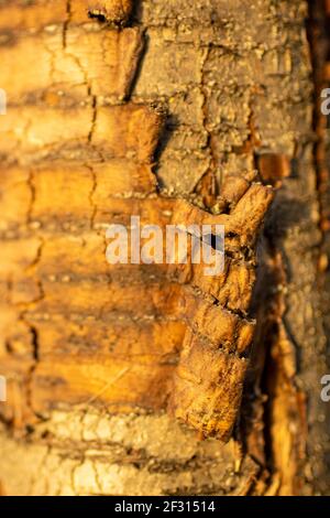 Brown tree trunk of sweet cherry with scrubbing bark Stock Photo