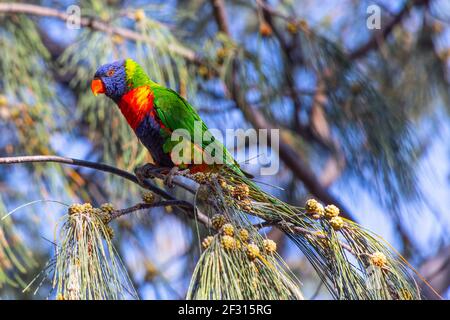 Rainbow Lorikeet on Magnetic Island in Queensland, Australia Stock Photo