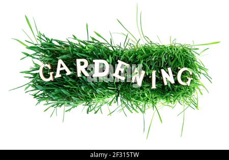 Word GARDENING made of wooden letters on a bunch of fresh green grass isolated on white background. Creative growing and cultivating concept. Stock Photo