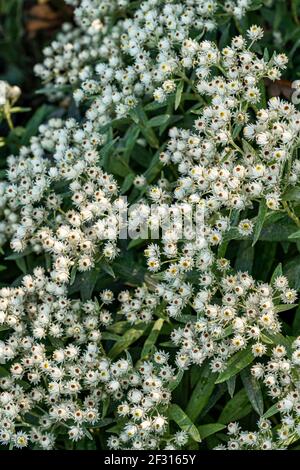 Anaphalis triplinervis 'Sommerschnee' a summer flowering plant with white summertime flowers in July and August and commonly known as everlasting summ Stock Photo