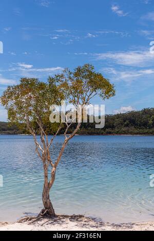 Lake McKenzie on Fraser Island in Queensland, Australia Stock Photo