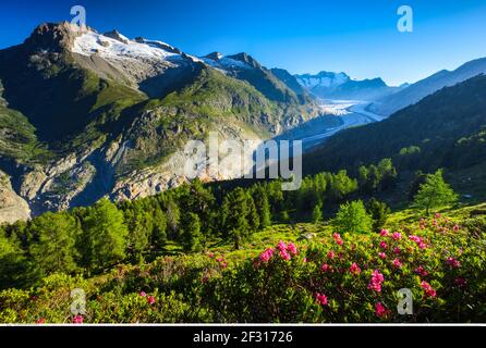 geography / travel, Switzerland, Fusshoerner, Wannenhoerner and Aletsch glacier, Additional-Rights-Clearance-Info-Not-Available Stock Photo
