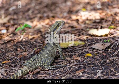 Australian water dragon in Brisbane, Australia Stock Photo