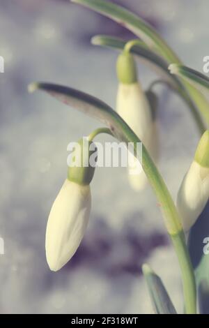 White snowdrops flowers in sunny garden . Easter background. Stock Photo