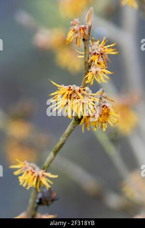 Hamamelis Brevipetala. Witch hazel Brevipetala. Chinese With Hazel Brevipetala. Cross between Hamamelis mollis and Hamamelis vernalis. Stock Photo