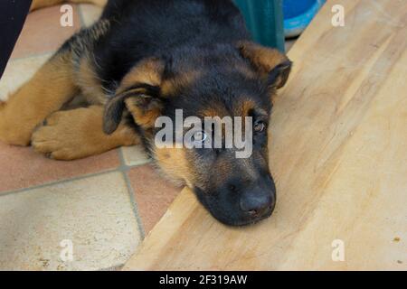 beautiful close up of a german shepherd puppy lying with his muzzle on a wooden plank looking bored at his master's orders Stock Photo