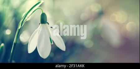 Snowdrops on bokeh background in sunny spring garden under sunbeams. Stock Photo