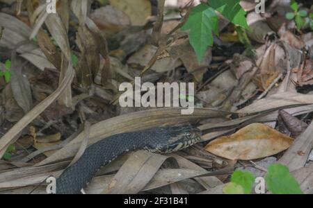 A Cottonmouth meandering through the brush in Wekiwa Springs State Park in Seminole County, Florida Stock Photo