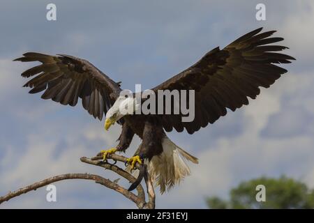 Impressive Bald eagle on a branch with it's wings spread Stock Photo