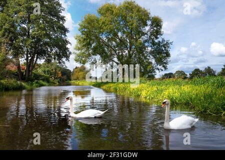 River Wey Navigations tranquil landscape with white pair of mute swans looking for food amongst the reeds in autumn season River Wey Send Surrey UK Stock Photo