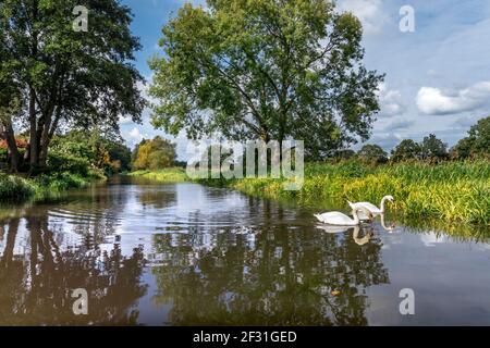 River Wey Navigations tranquil landscape with white pair of mute swans looking for food amongst the reeds in autumn season River Wey Send Surrey UK Stock Photo