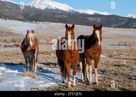 USA, Colorado, Custer County, Westcliffe, Music Meadows Ranch. Sorrel horses with draft horse and Sangre de Cristo mountain range in the distance. Stock Photo