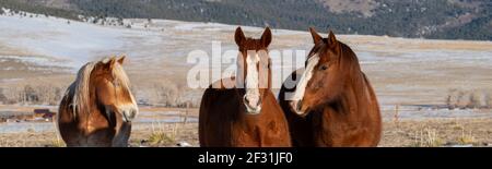 USA, Colorado, Custer County, Westcliffe, Music Meadows Ranch. Sorrel horses with draft horse and Sangre de Cristo mountain range in the distance. Stock Photo