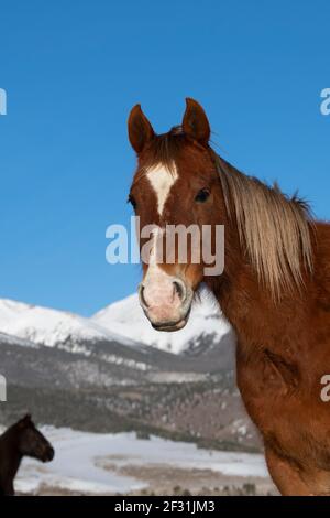 USA, Colorado, Custer County, Westcliffe, Music Meadows Ranch. Sorrel horses with Sangre de Cristo mountain range in the distance. Stock Photo
