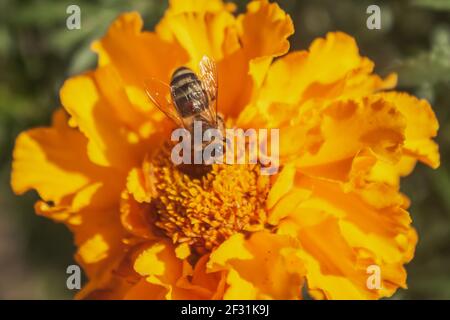 A bee collects nectar on a Tagetes flower. Selective focus. Macro photography Stock Photo
