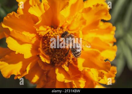 On the yellow tagetes flower, the honey bee collects nectar. Selective focus. Macro Photography Stock Photo
