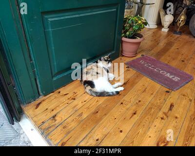Multicolored cat laying on floor near the front door and welcome home carpet. Greece cat life Stock Photo