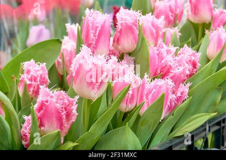 Fringed tulip in pink and red. Stock Photo