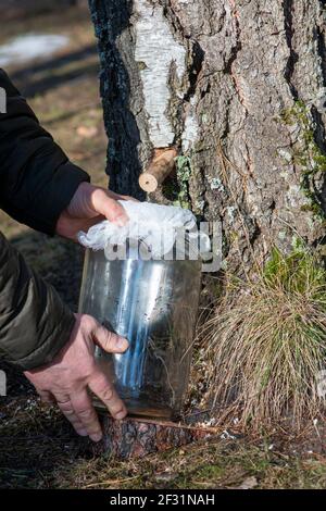 Man's hands holding a jar with birch sap. Birch sap tapping in the spring. Early spring tradition. Stock Photo