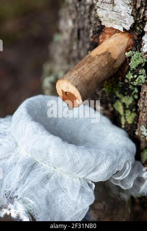 Droplet of birch sap dripping from a tap into a jar. Wooden tap with drop in tree trunk. Early spring tradition. Stock Photo