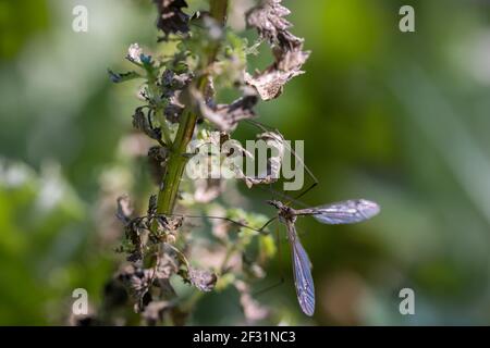 Crane fly is a common name referring to any member of the insect family Tipulidae. Stock Photo