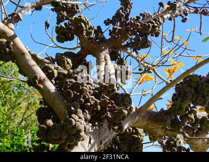 The cluster of Roxburgh Fig fruits on the tree Stock Photo