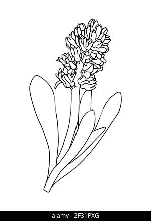 Hiacynt Vector Hyacinth Vector Illustration Stock Vector Image & Art - Alamy