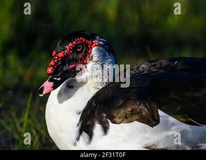 Close up of a Muscovy Duck (Cairina moschata) near a lake. Houston, Texas, USA. Stock Photo