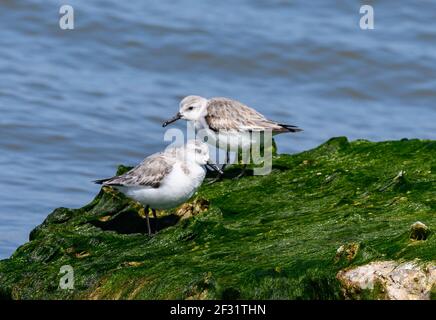 A pair of Sanderlings (Calidris alba) foraging on a rock covered in green algae. Houston, Texas, USA. Stock Photo