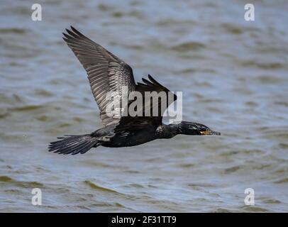 A Neotropic Cormorant (Phalacrocorax brasilianus) flying over water. Houston, Texas, USA. Stock Photo