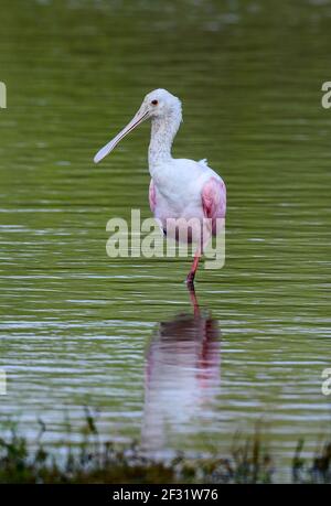 A Roseated Spoonbill (Platalea ajaja) standing in water. Houston, Texas, USA. Stock Photo