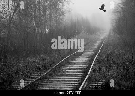 Crow flies over empty abandoned railway in foggy forest Stock Photo