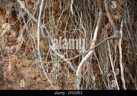 Large roots grow underground on a cliff. Stock Photo