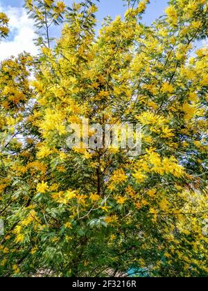 Blooming tree of Acacia dealbata, Silver acacia or Mimosa. Festive spring season concept. Mimosa branches in bloom. Mother's Day, 8 March, Easter. Gar Stock Photo