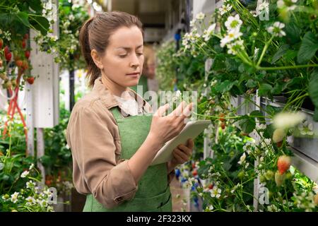 Young female worker of hothouse or vertical farm using digital tablet while standing by shelf with strawberry seedlings and looking at blossom Stock Photo