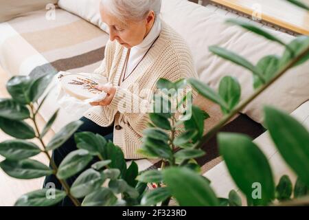 Keen granny sitting on a couch at home, looking closely at embroidering loop with a picture. Shot through house plant branches. Stock Photo